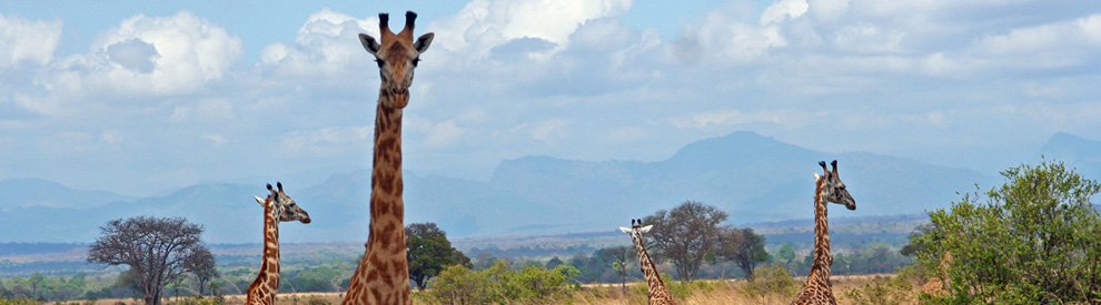 giraffe