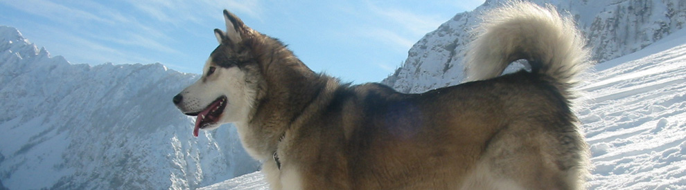 husky